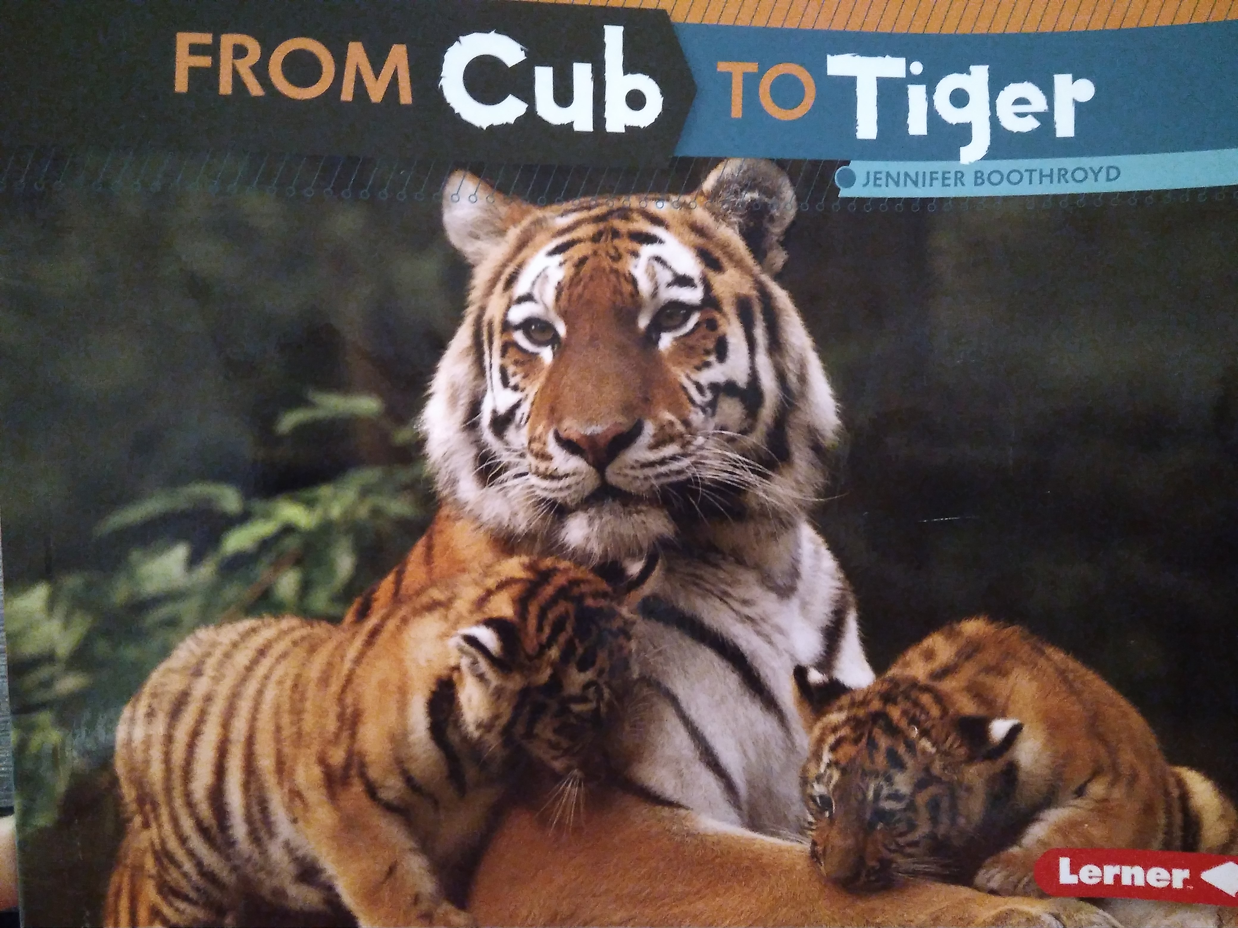 from cub to tiger