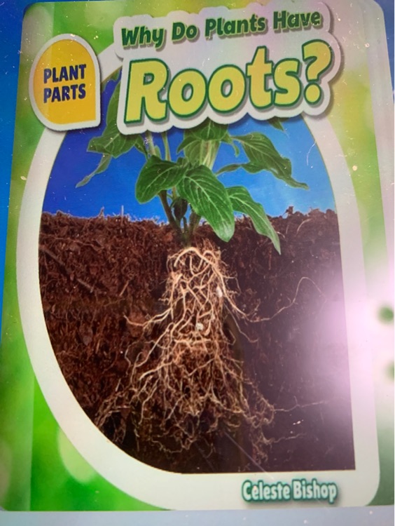 Why Do Plants Have Roots