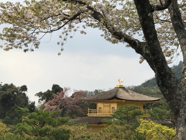 四月櫻花季京都奈