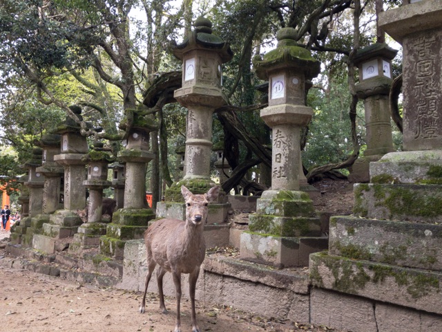 四月櫻花季京都奈