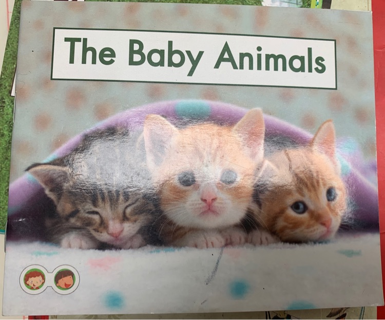 The baby animals