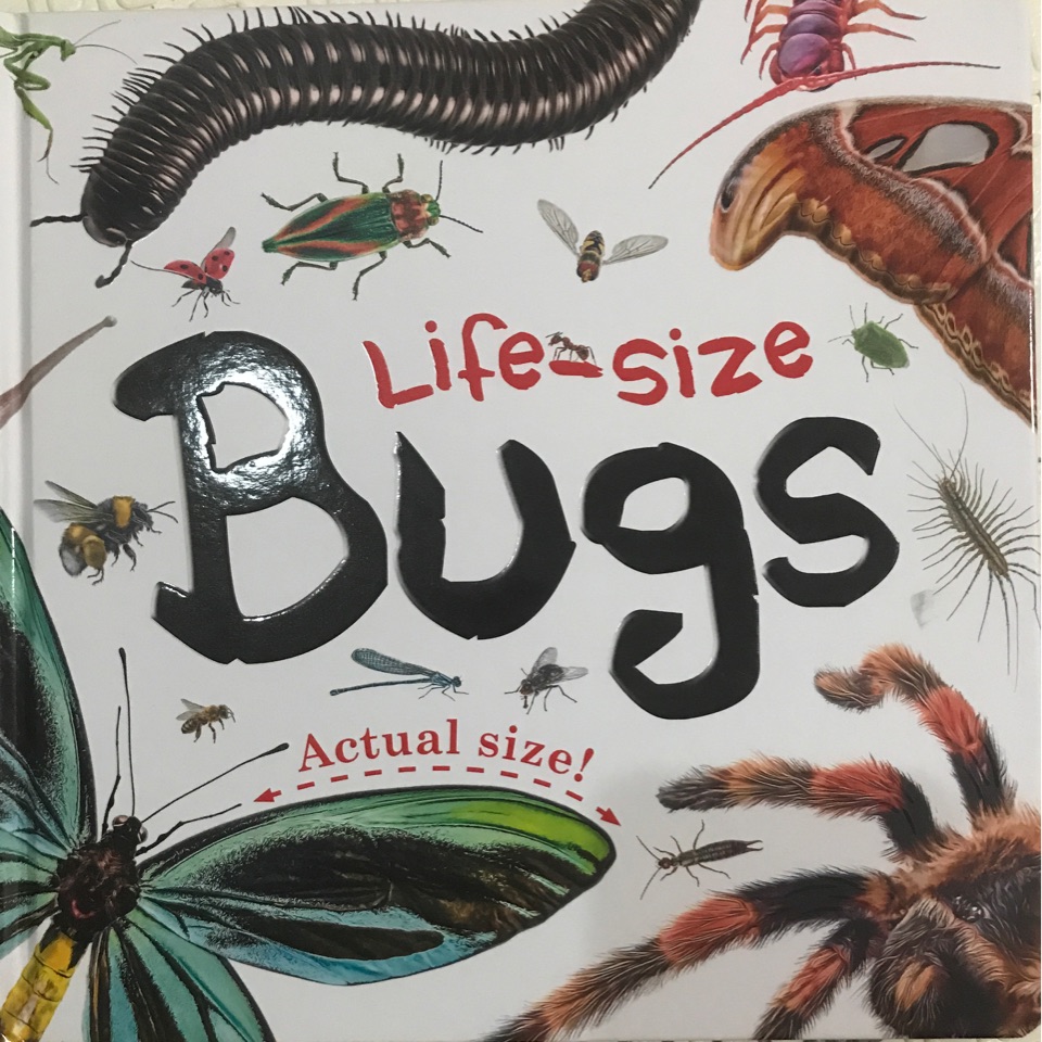 life-size bugs