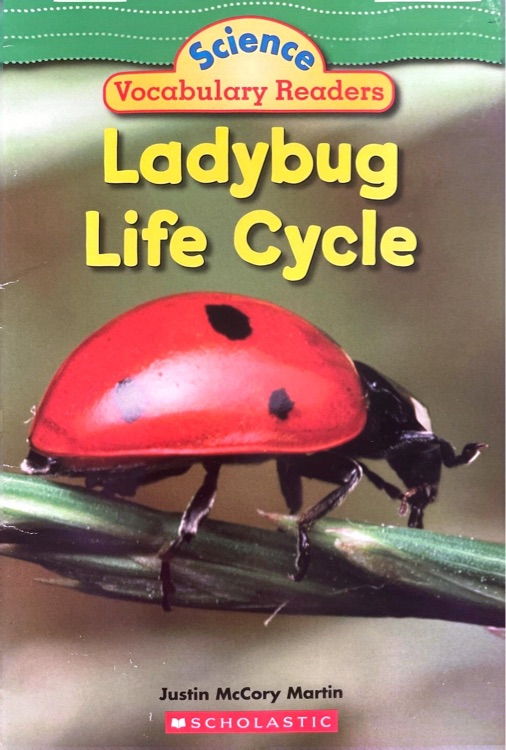 Ladybug Life Cycle