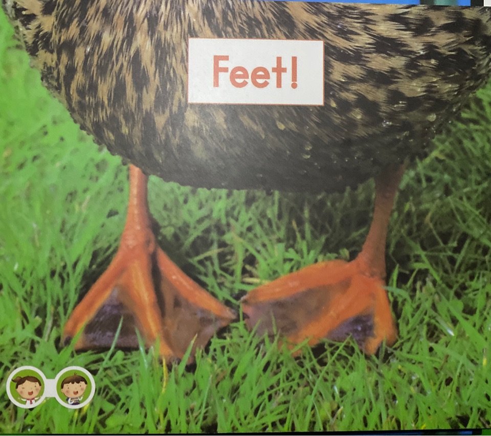 heinemann GK-feet