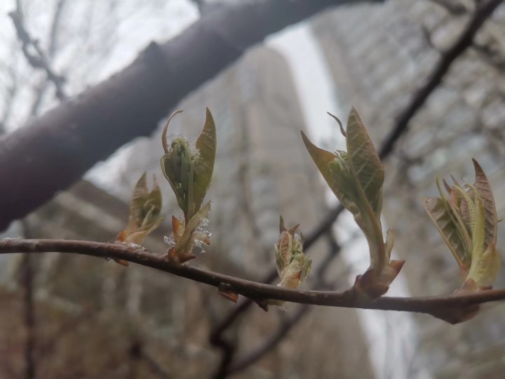 春天的桃花兒開在