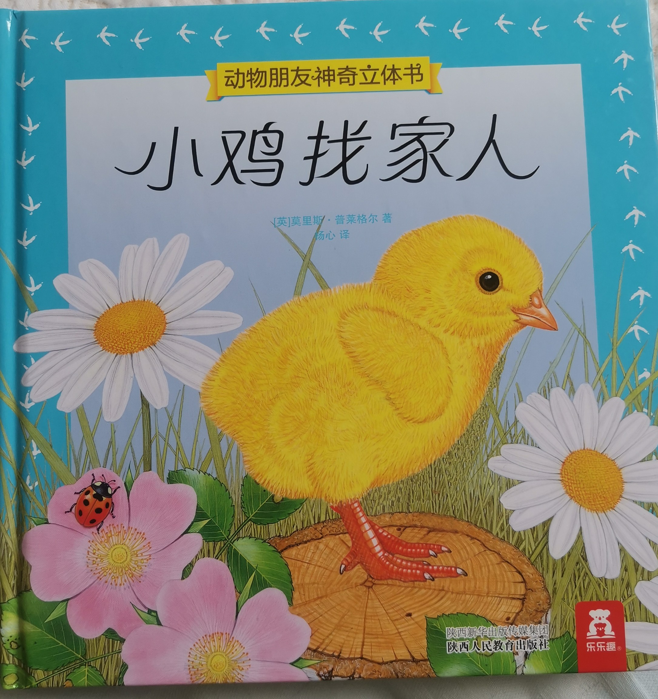 小雞找家人