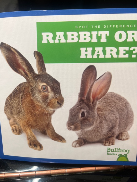 rabbit or hare