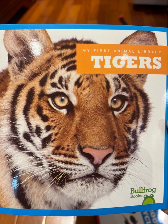 tigers