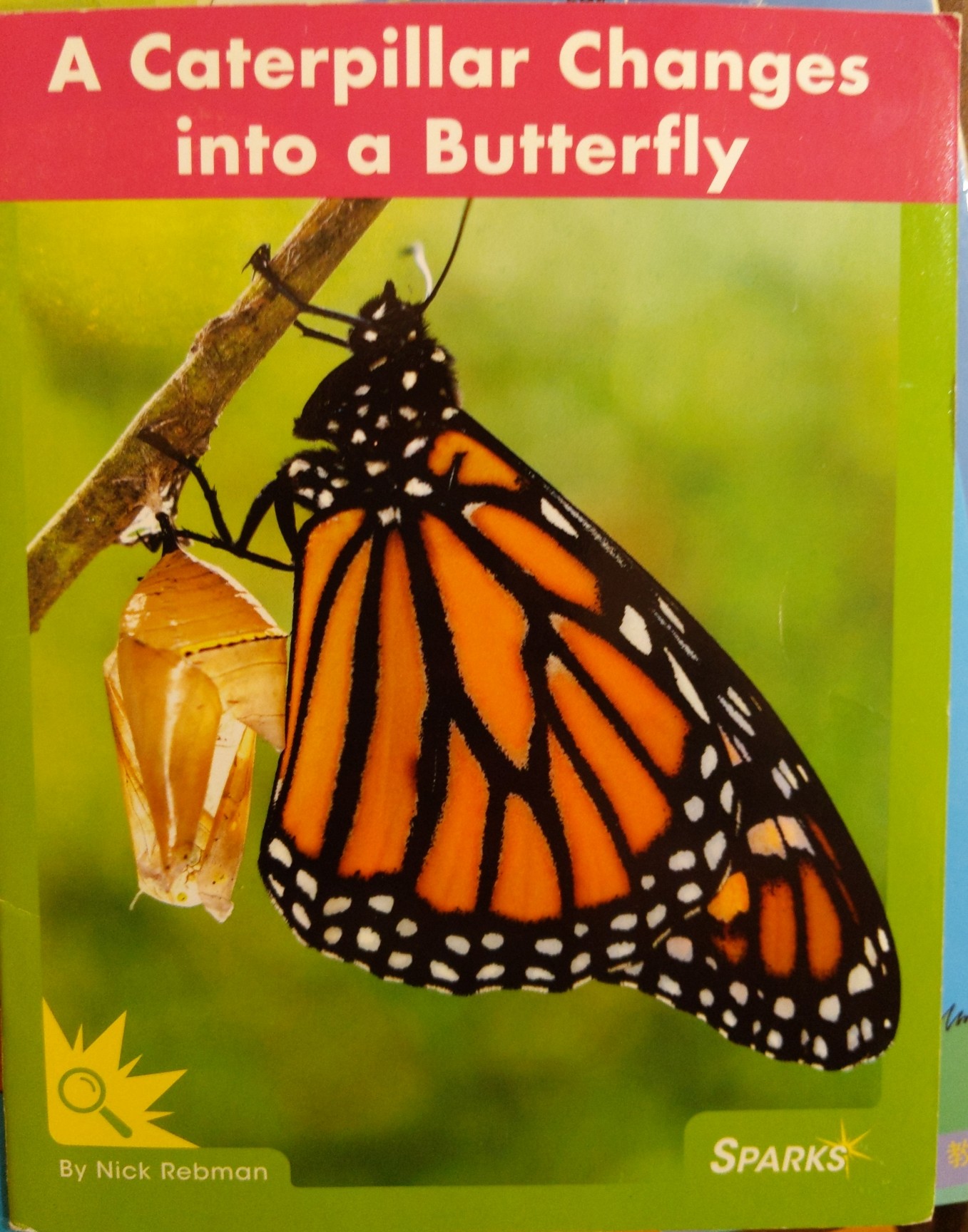 a caterpillar changes into a butterfly