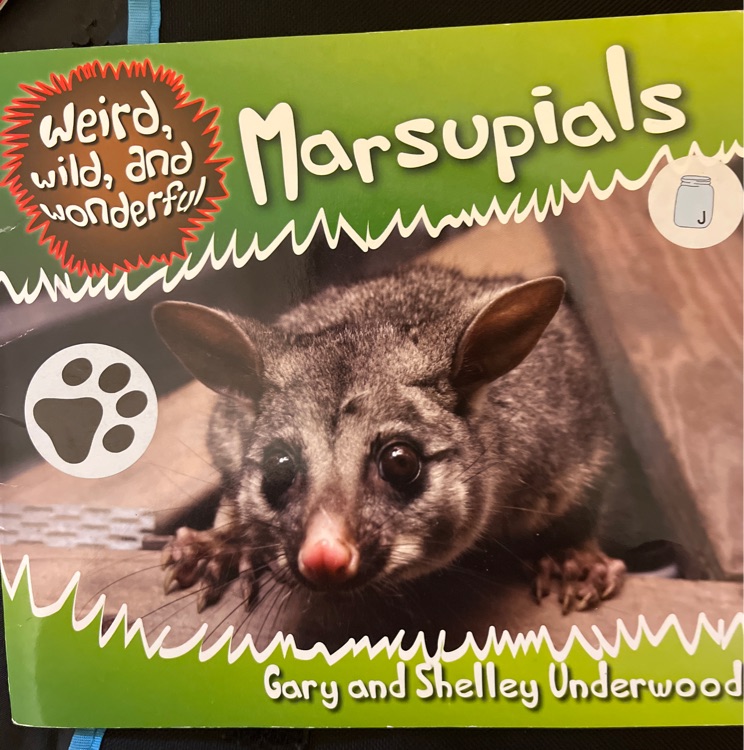 Marsupial