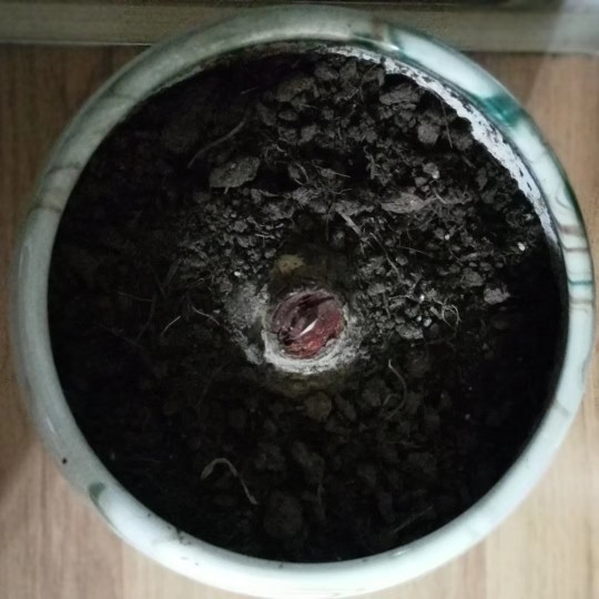 虐花
