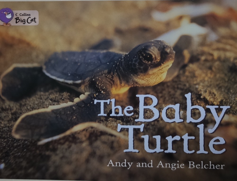 The Baby Turtle