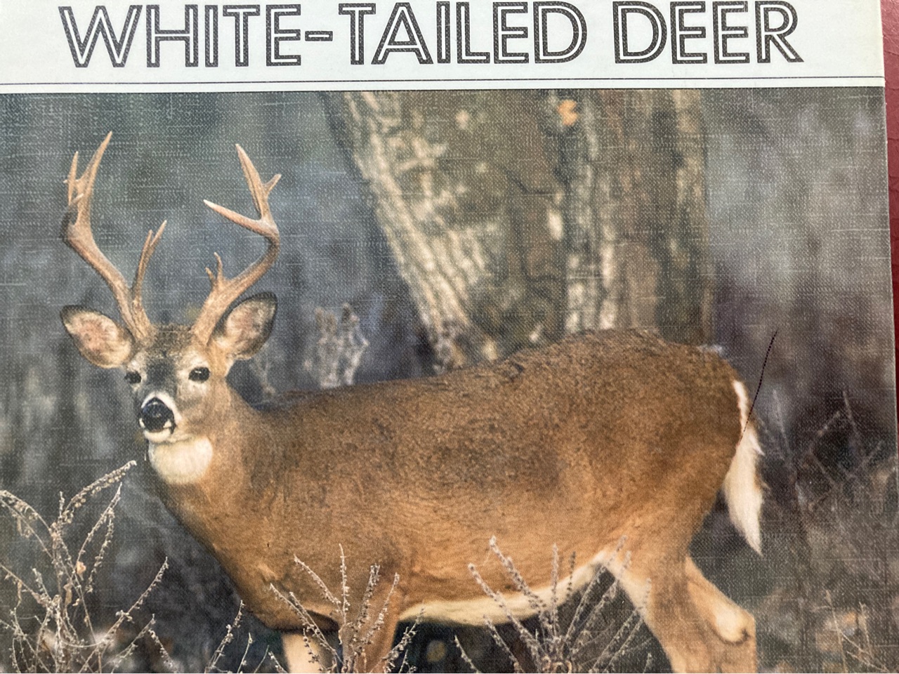 White-tailed deer