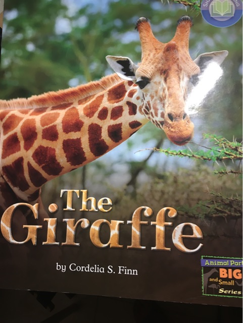 The Giraffe