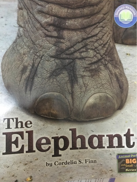 The Elephant