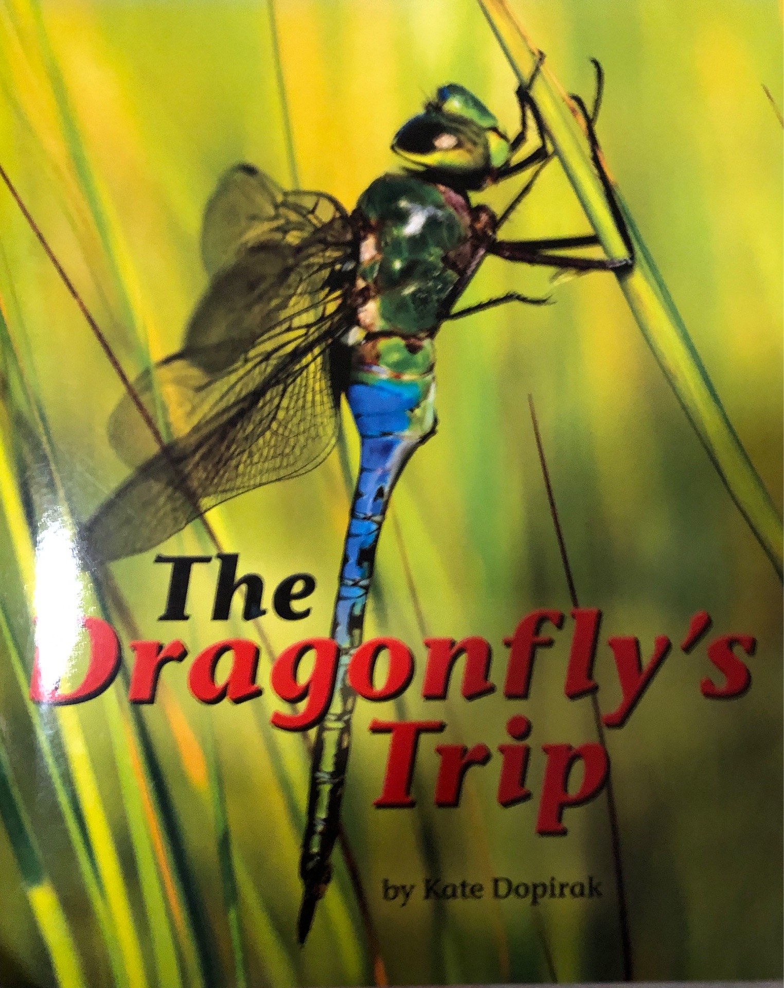 The dragonfly's trip