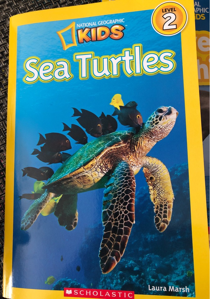 sea turtles