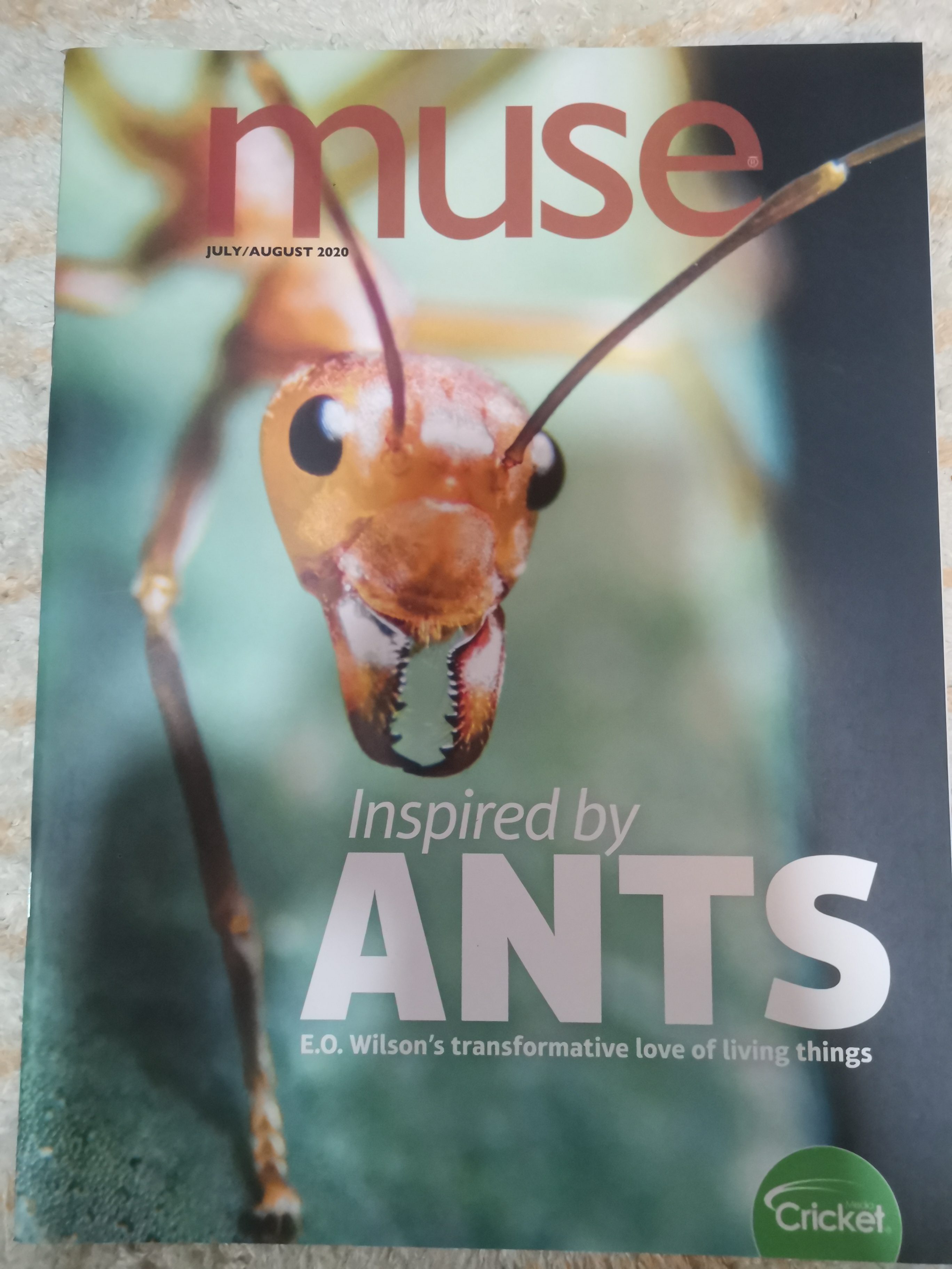 inspired by ants-cricket muse