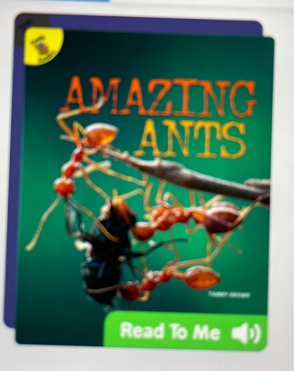 Amazing Ants