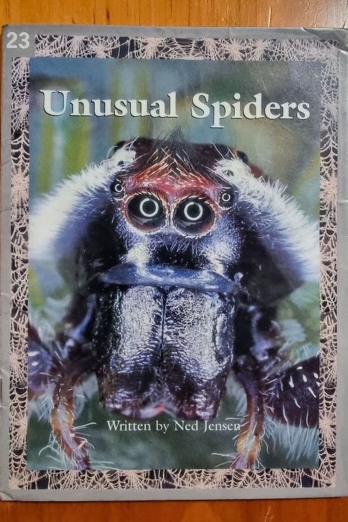 Unusual  Spider