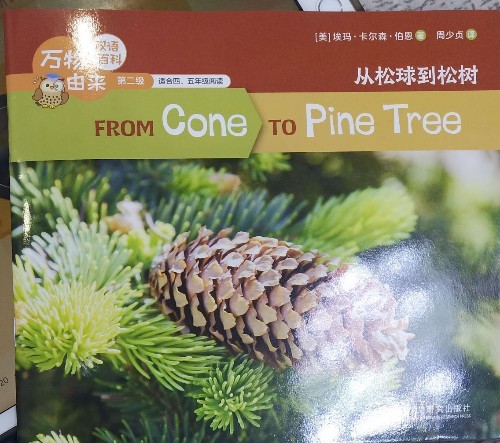 from cone to pine tree