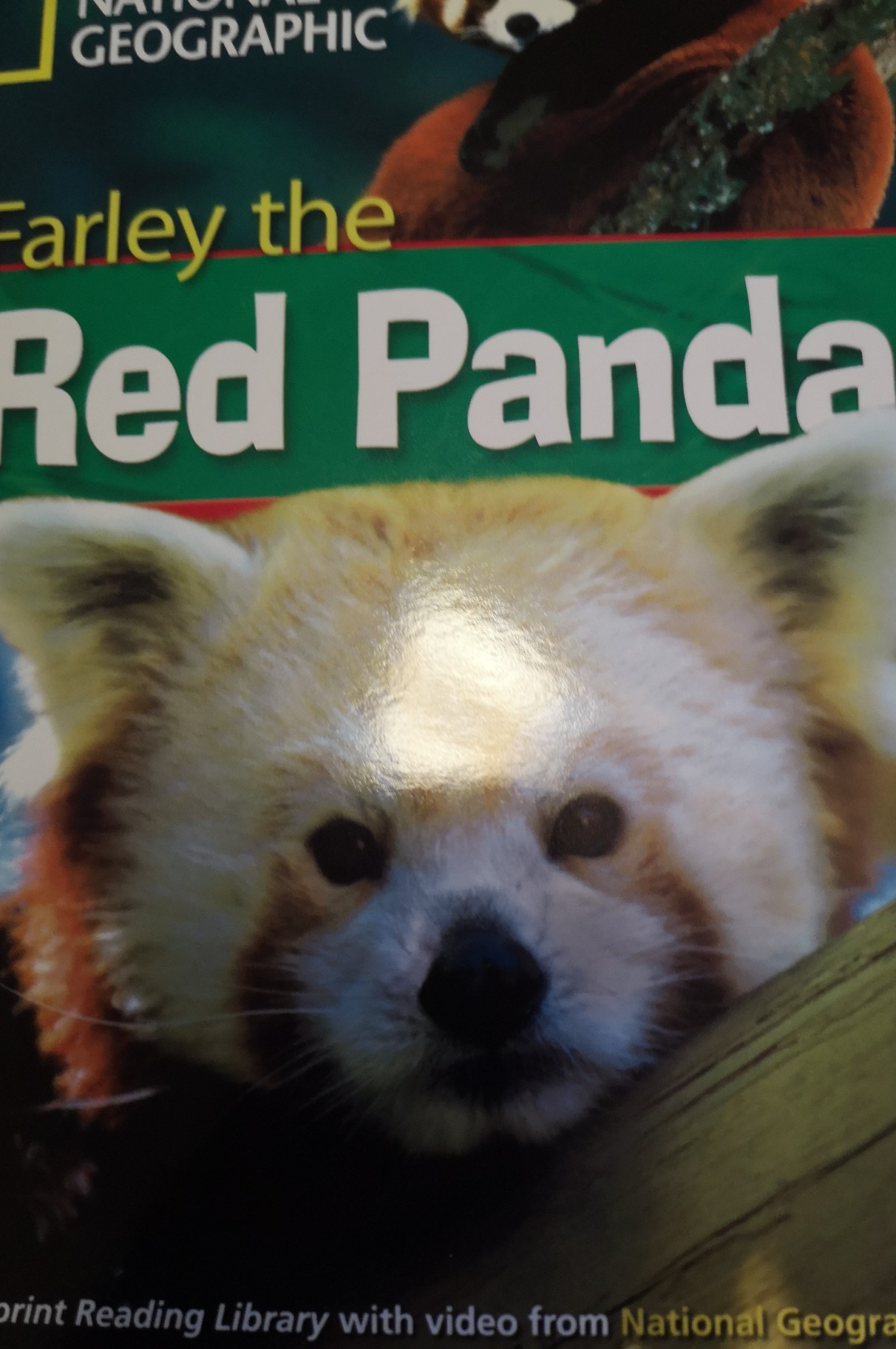 Farley the red panda