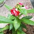 馭花生