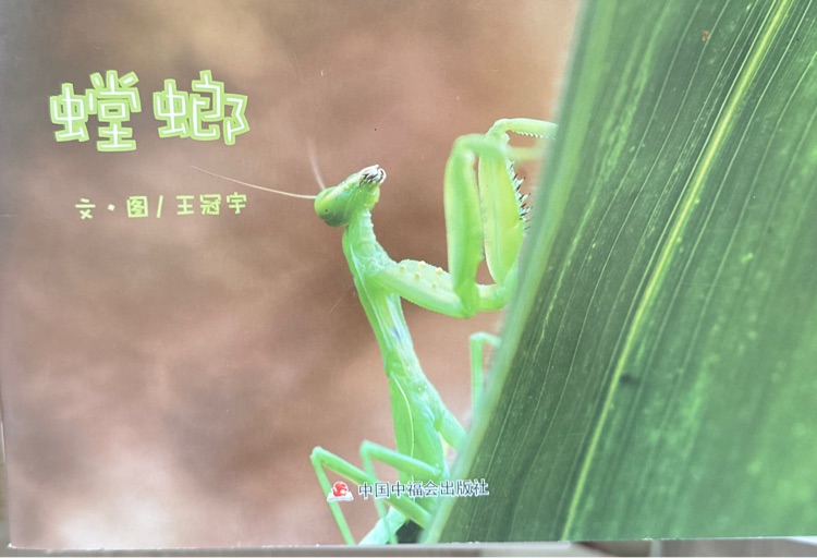 螳螂