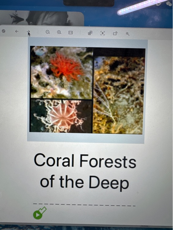 SAZ Coral Forests of the Deep