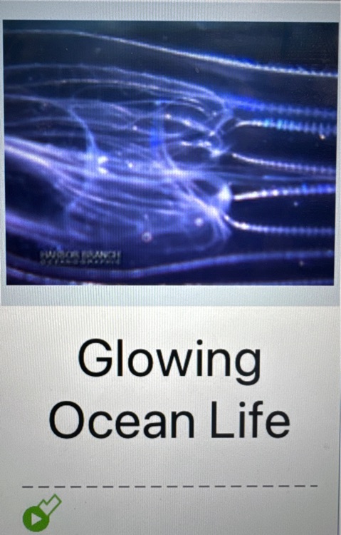 SAZ Glowing Ocean Life