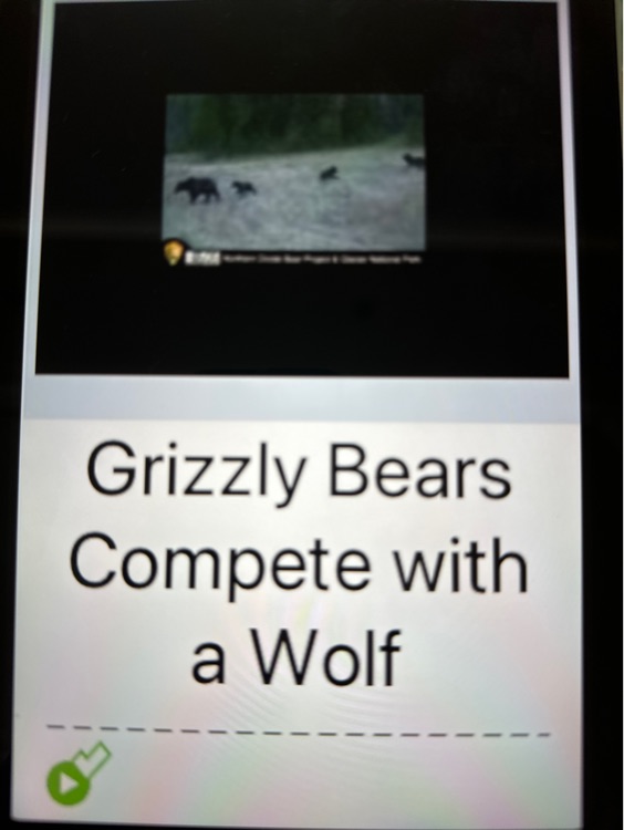 Saz Grizzly Bears Compete with a wolf