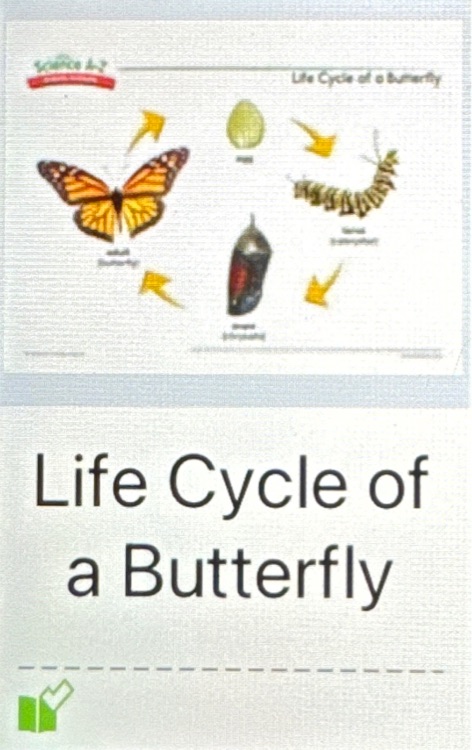 Saz Life Cycle of a Butterfly