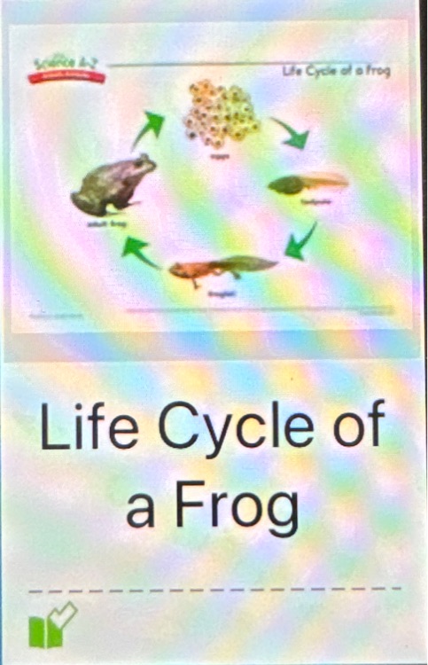 Saz Life Cycle of a Flog