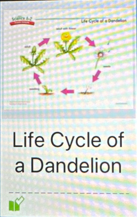 Saz Life Cycle of a Dandelion