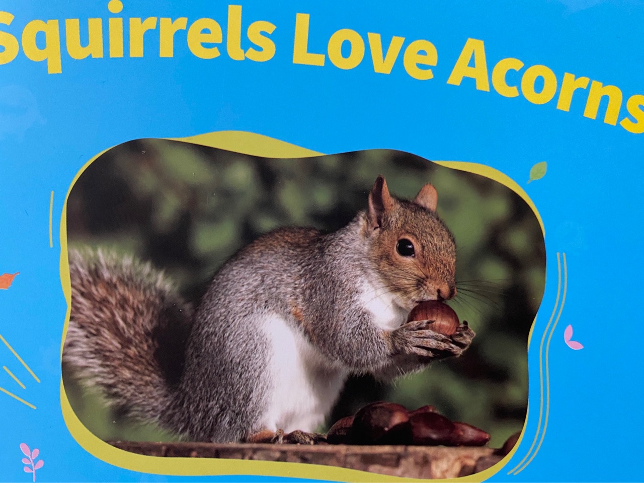 Squirrels love acorns