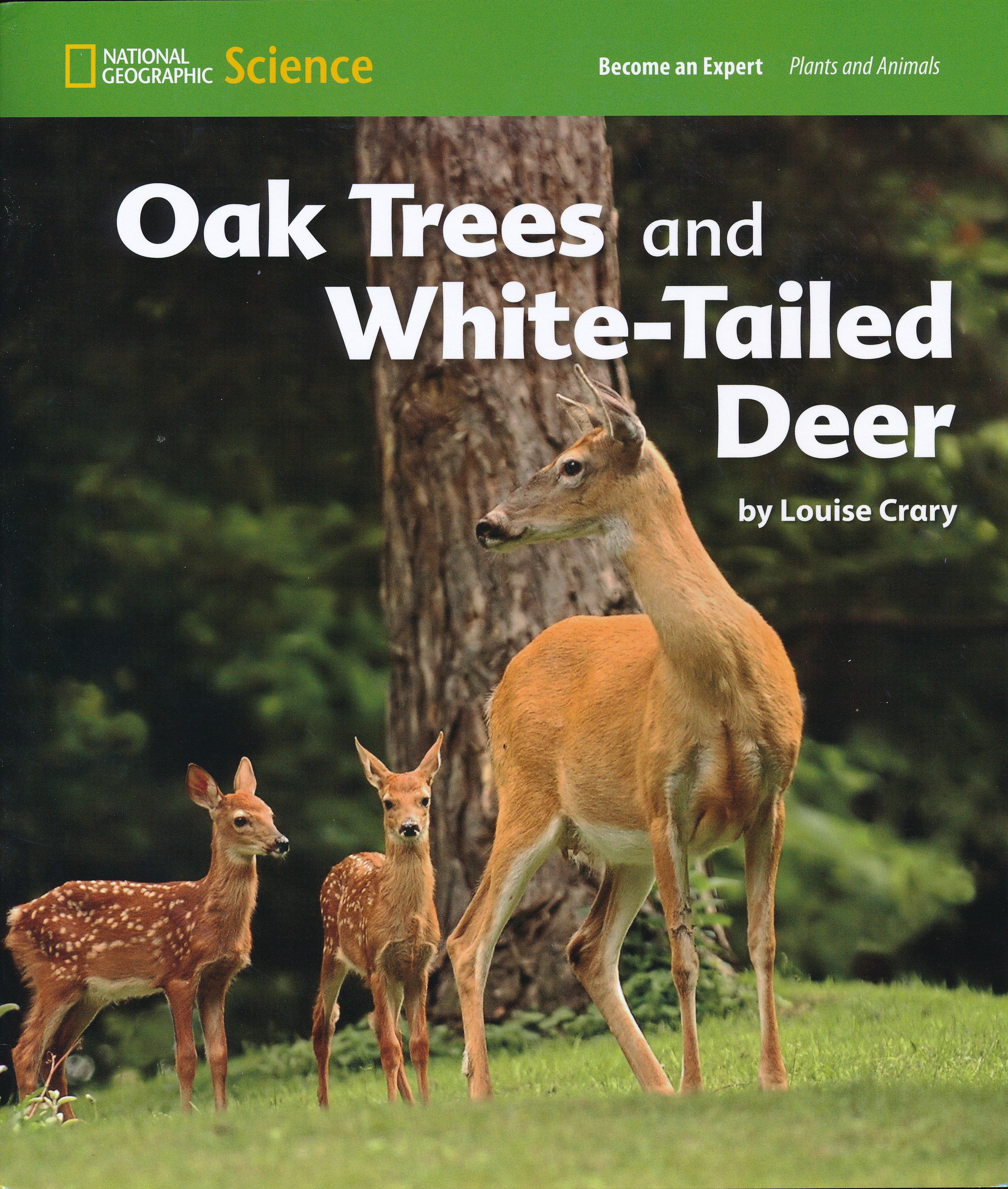 Oak Trees and White-Tailed Deer