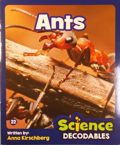 Junior解碼NF 3-22 Ants