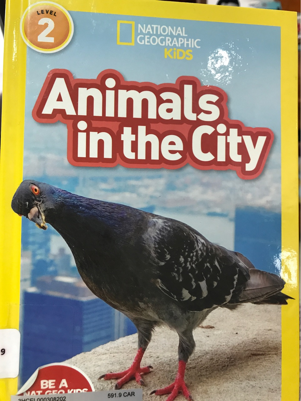 Animals in the city