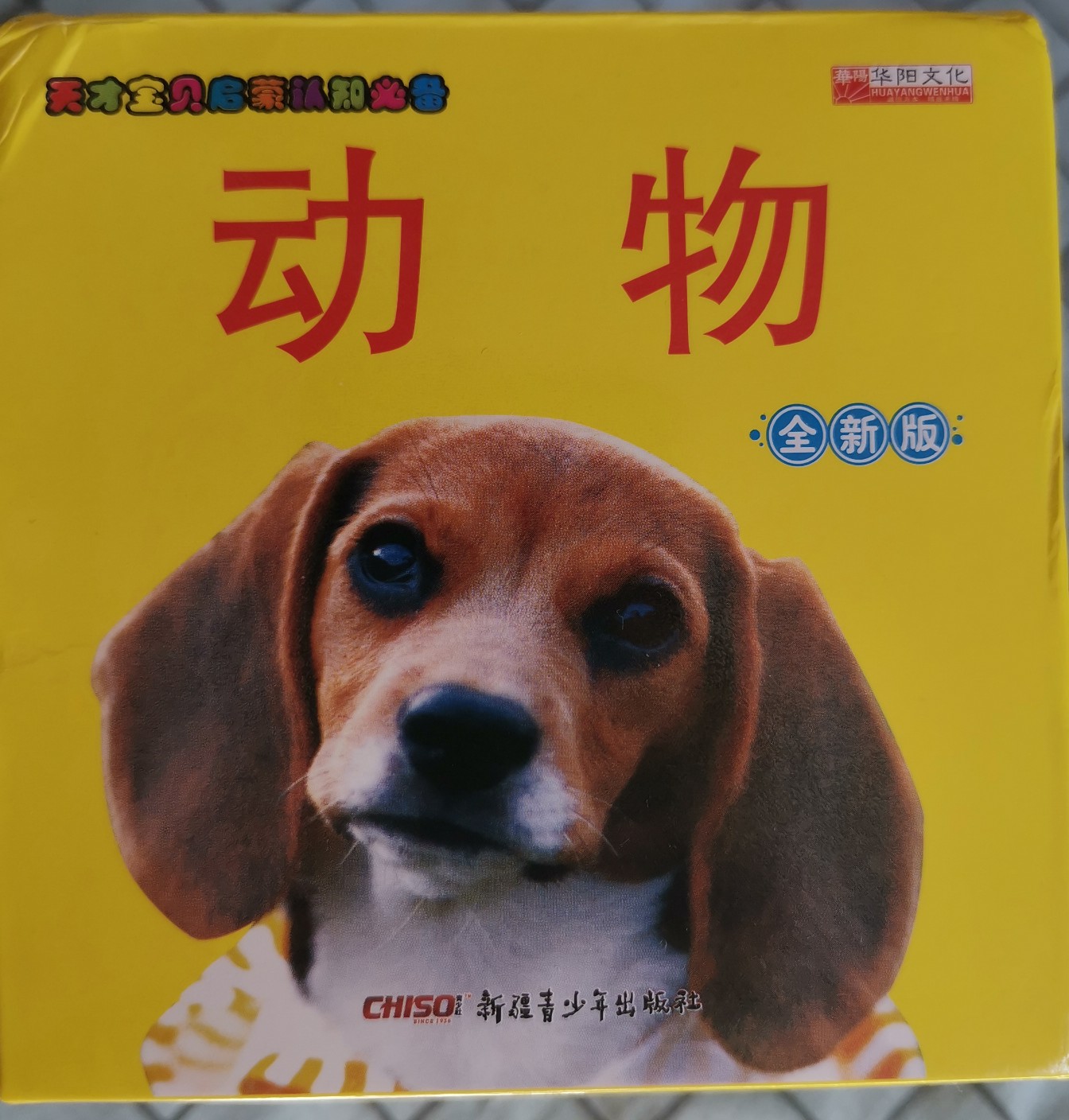 動物卡片