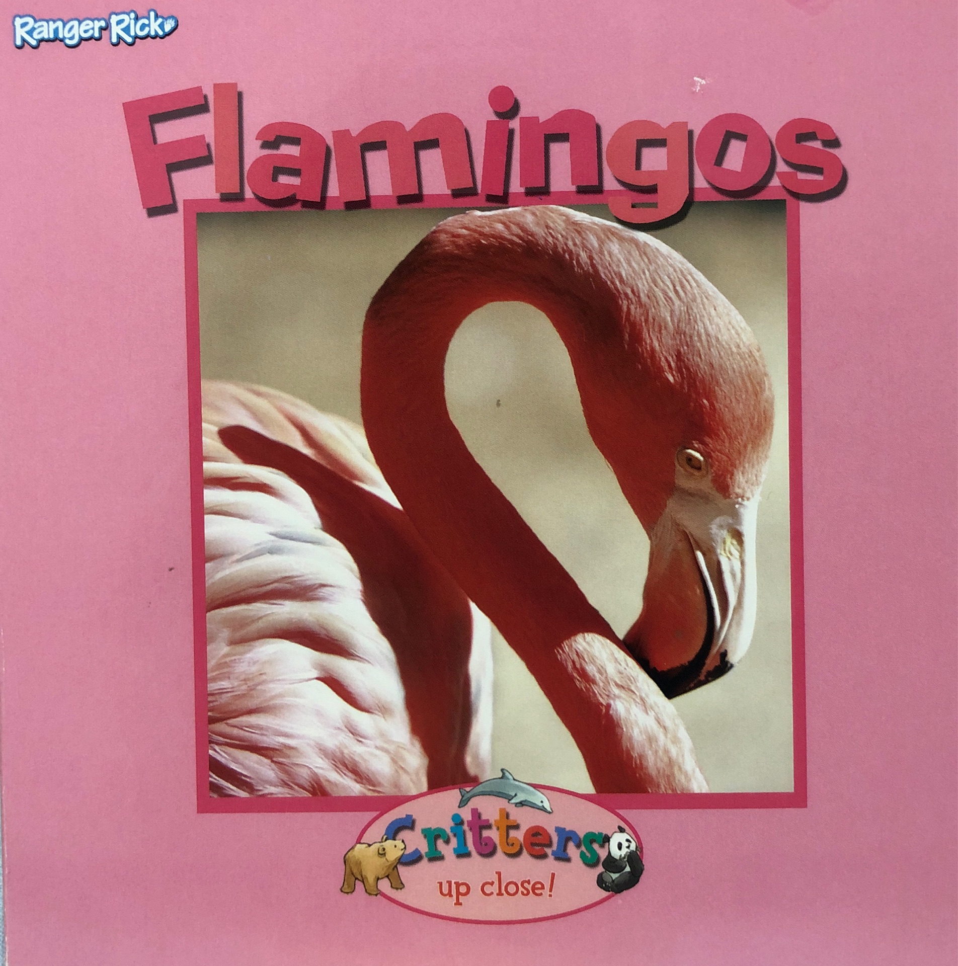 flamingos