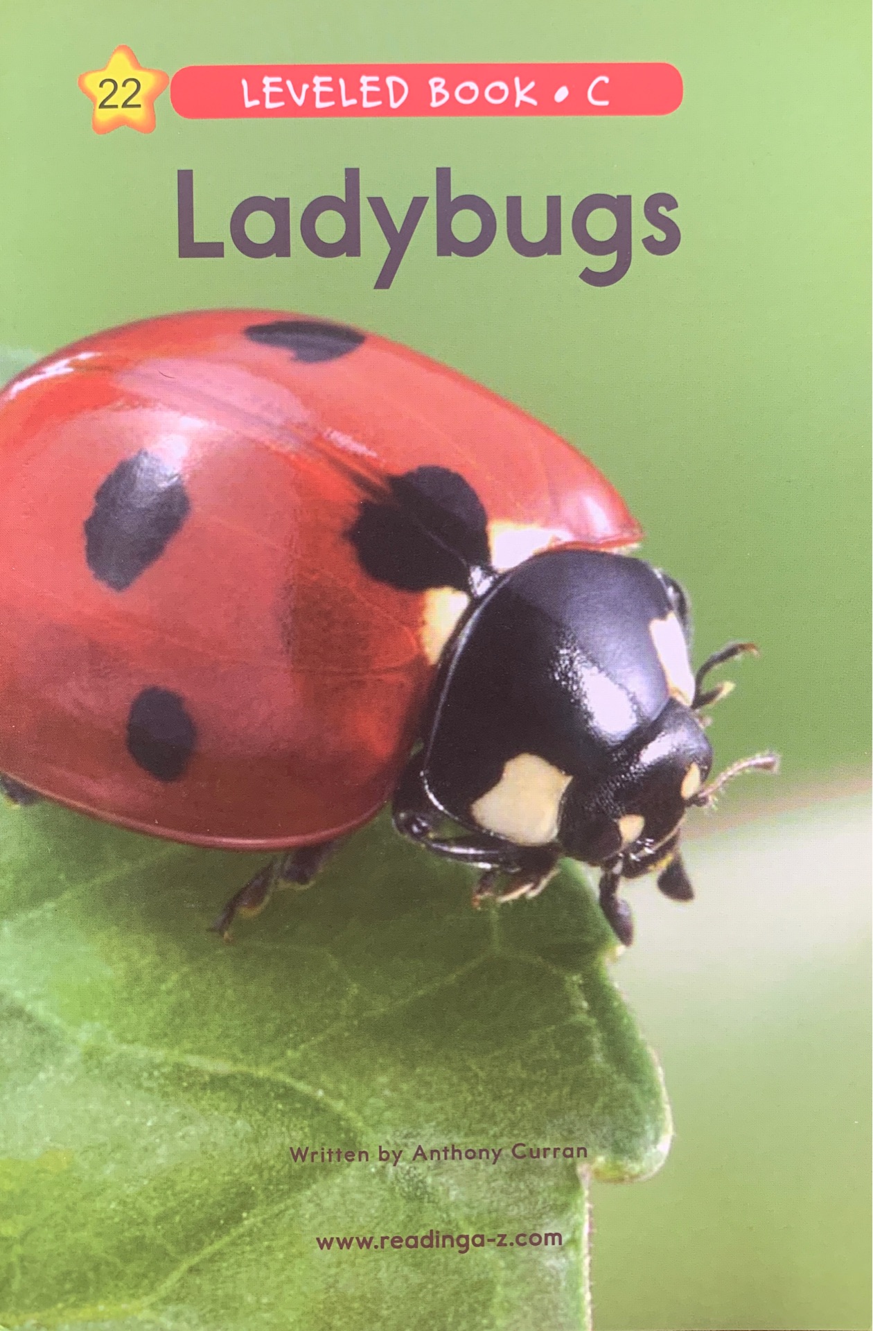 Raz C 22:Ladybugs