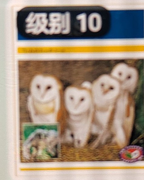 owls