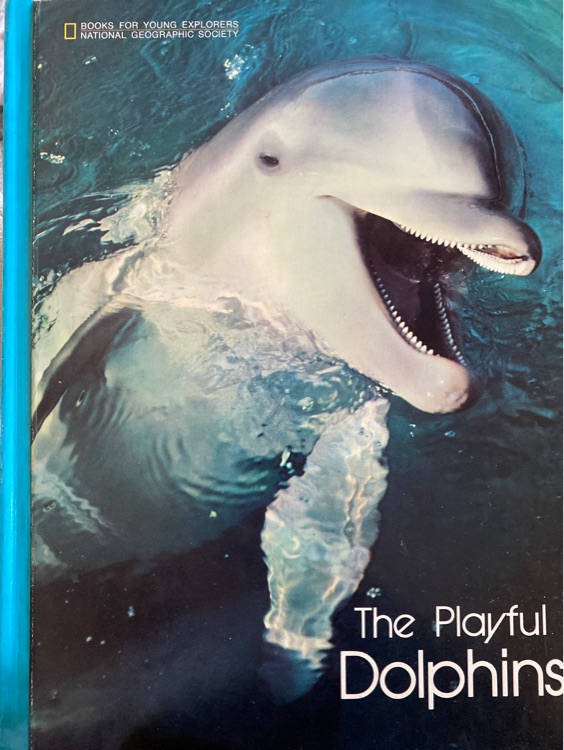 The playful dolphins