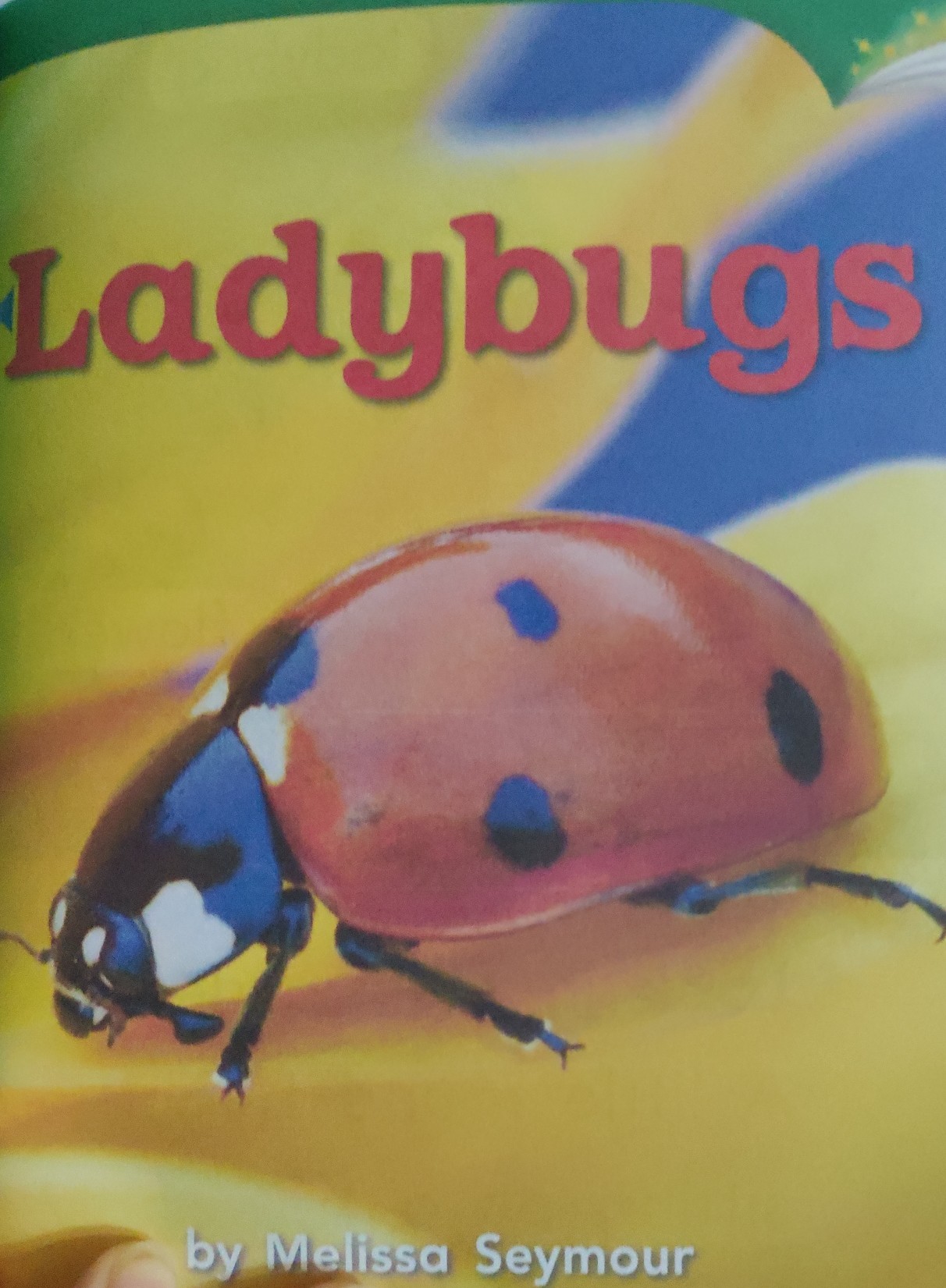 Ladybugs