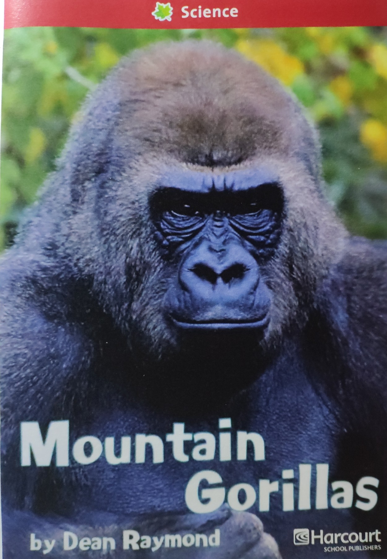 Mountain Gorillas