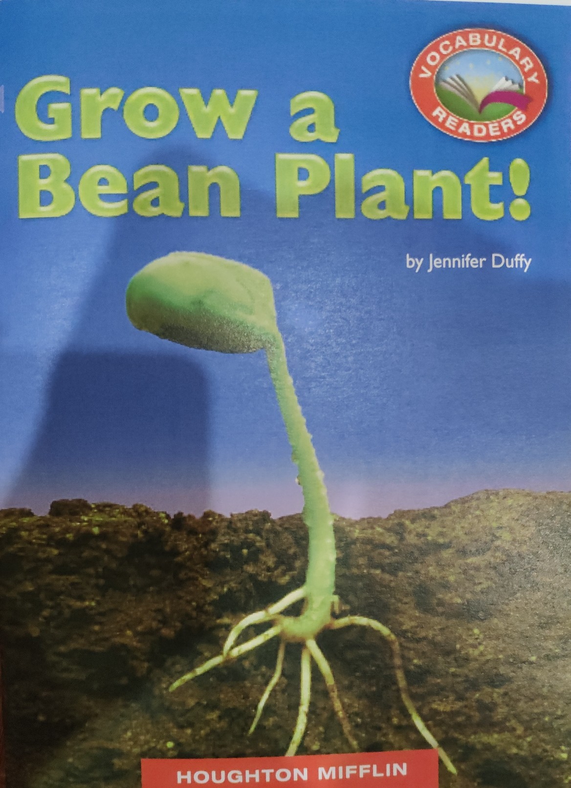 Grow a Bean Plant!