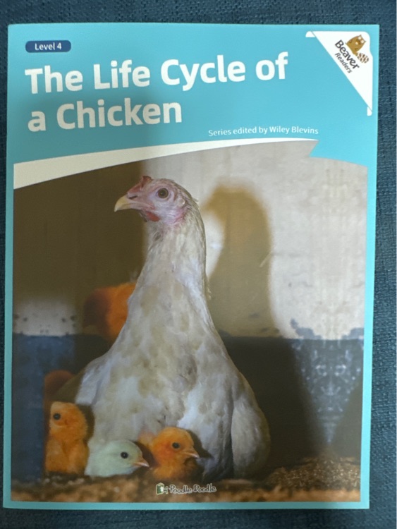 the life cycle of a chicken