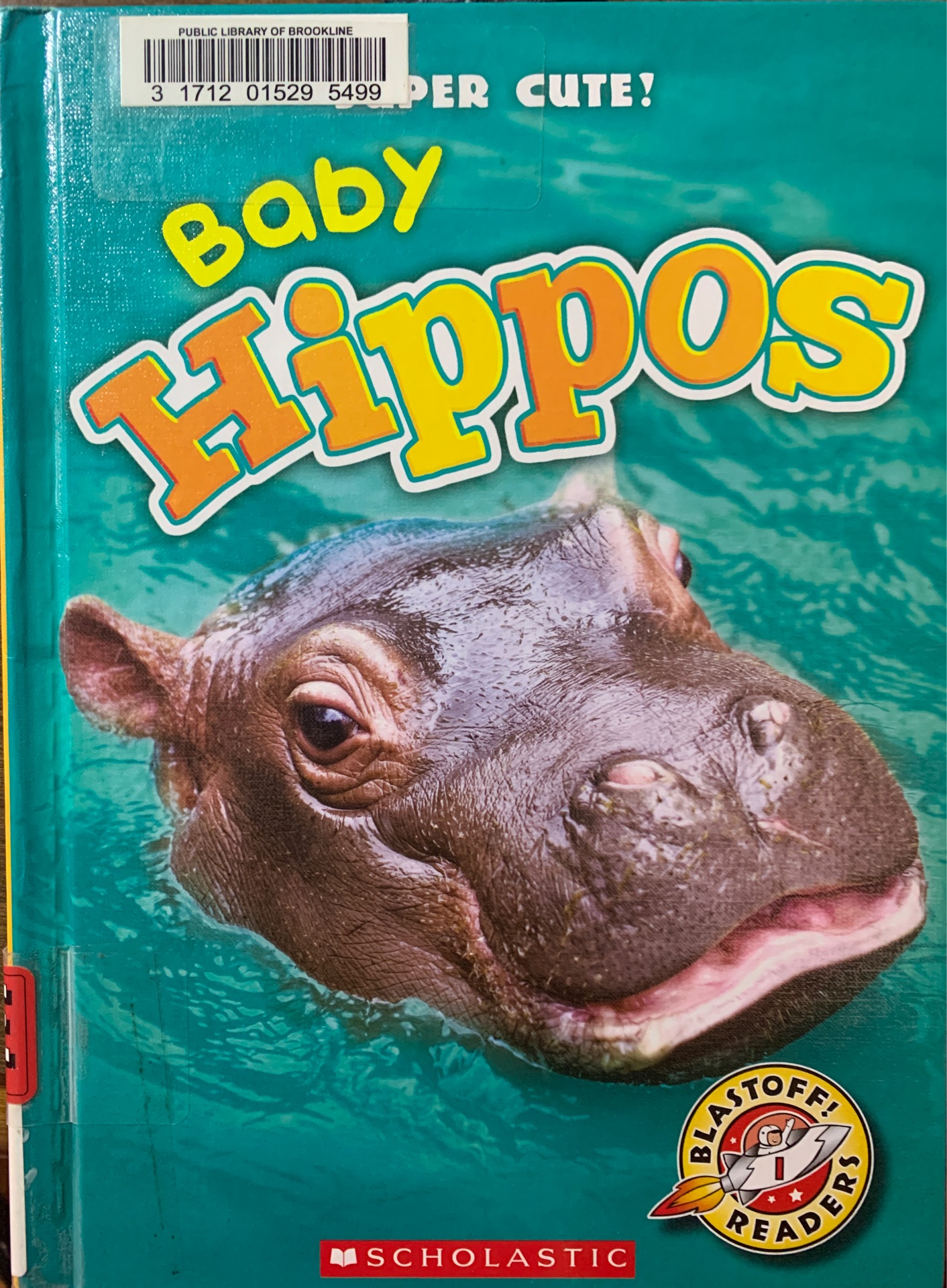 Baby hippos