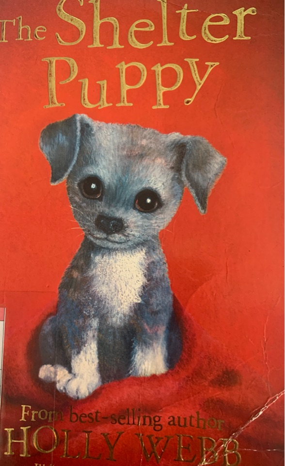 The shelter Puppies