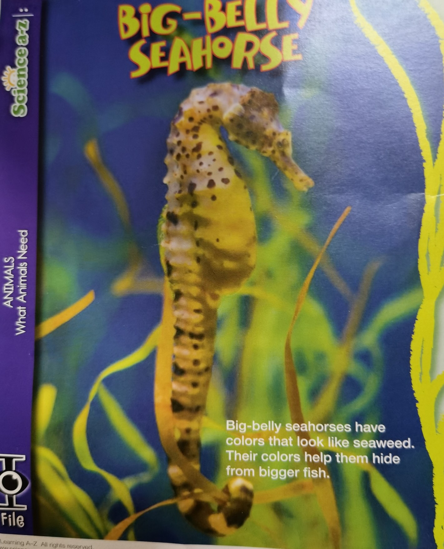 big-belly seahorse